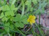 Yellow Wood Sorrel; Sour Grass (Oxalis stricta)