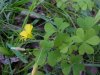 Yellow Wood Sorrel; Sour  Grass (Oxalis stricta)
