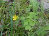 Yellow Wood Sorrel; Sour  Grass (Oxalis stricta)