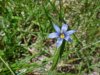 Blue-eyed Grass (Sisyrinchium angustifolium)