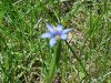 Blue-eyed Grass (Sisyrinchium angustifolium)