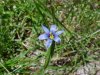 Blue-eyed Grass (Sisyrinchium angustifolium)