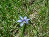 Blue-eyed Grass (Sisyrinchium angustifolium)