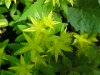 Stringy Stonecrop, Yellow Moss, Graveyard Moss (Sedum sarmentosum) - thanks to Gottfried Unger for correction: was misidentified as Wild Stonecrop (Sedum ternatum)
