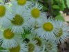 Philadelphia Fleabane (Erigeron philadelphicus)