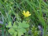 Yellow Wood Sorrel; Sour Grass (Oxalis stricta)
