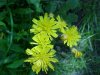 Yellow Hawkweed; King Devil (Hieracium caespitosum; Hieracium  pratense; Hieracium floribundum)