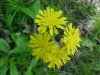 Yellow Hawkweed; King Devil (Hieracium caespitosum; Hieracium  pratense; Hieracium floribundum)