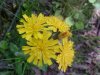 Yellow Hawkweed; King Devil (Hieracium caespitosum; Hieracium  pratense; Hieracium floribundum)