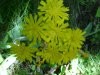 Yellow Hawkweed; King Devil (Hieracium caespitosum; Hieracium pratense; Hieracium floribundum)