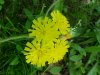 Yellow Hawkweed; King Devil (Hieracium caespitosum; Hieracium pratense; Hieracium floribundum)