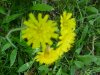 Yellow Hawkweed; King Devil (Hieracium caespitosum; Hieracium pratense; Hieracium floribundum)