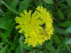 Yellow Hawkweed; King Devil (Hieracium caespitosum; Hieracium  pratense; Hieracium floribundum)