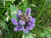 Heal-all; Self-heal (Prunella vulgaris)