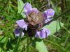 Heal-all; Self-heal (Prunella vulgaris)
