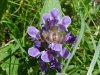 Heal-all; Self-heal (Prunella vulgaris)