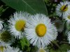 Philadelphia Fleabane (Erigeron philadelphicus)