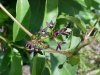 Black swallow-wort (Cynanchum nigrum; Cynanchum rossicum)