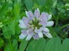 Crown Vetch (Coronilla varia)