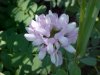 Crown Vetch (Coronilla varia)