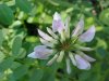 Crown Vetch (Coronilla varia)