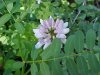 Crown Vetch (Coronilla varia)