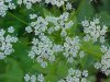 Wild Angelica (Angelica   triquinata) - described as closely  resembling the very poisoness Water Hemlock (Cicuta maculata)
