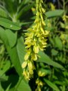Yellow Sweet Clover (Melilotus officinalis)