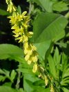 Yellow Sweet Clover (Melilotus officinalis)