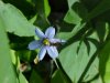 Blue-eyed Grass (Sisyrinchium angustifolium)