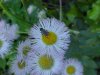 Philadelphia Fleabane (Erigeron philadelphicus)