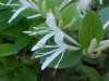 Japanese Honeysuckle (Lonicera japonica)