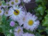 Philadelphia Fleabane (Erigeron philadelphicus)