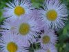 Philadelphia Fleabane (Erigeron philadelphicus)