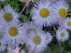Philadelphia Fleabane (Erigeron philadelphicus)