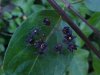 Black swallow-wort (Cynanchum nigrum; Cynanchum rossicum)