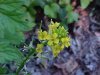 Common Wintercress (Babarea vulgaris)