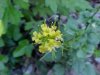 Common Wintercress (Babarea vulgaris)