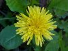 Dandelion seedhead (Taraxacum officinale)