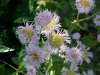 Philadelphia Fleabane (Erigeron philadelphicus)