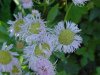 Philadelphia Fleabane (Erigeron philadelphicus)