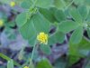 Black Medick (Medicago  lupulina)