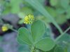 Black Medick (Medicago  lupulina)