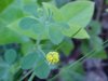 Black Medick (Medicago  lupulina)