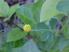 Black Medick (Medicago  lupulina)