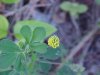 Black Medick (Medicago  lupulina)