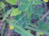 Black Medick (Medicago lupulina)