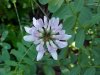 Crown Vetch (Coronilla varia)
