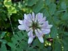 Crown Vetch (Coronilla varia)
