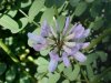 Crown Vetch (Coronilla varia)